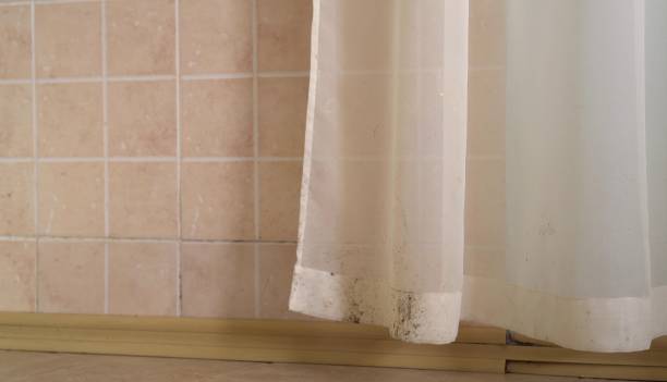 Mold Documentation for Insurance Claims in Pine Knot, KY