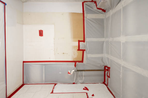Best Basement Mold Removal  in Pine Knot, KY