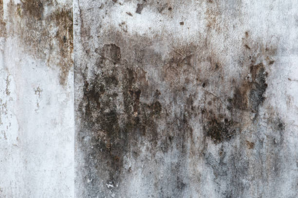 Trusted Pine Knot, KY Mold Removal Experts