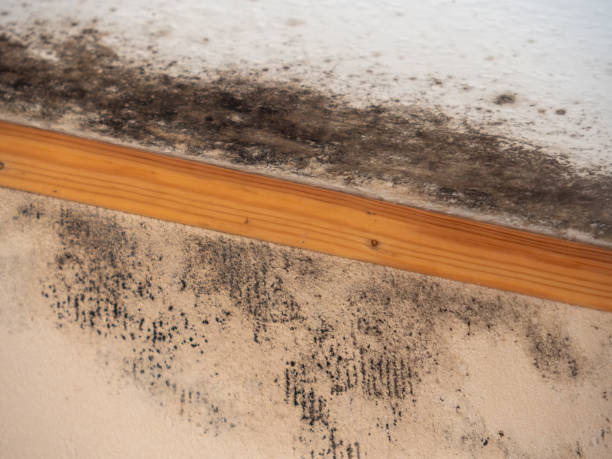 Biohazard Mold Removal in Pine Knot, KY