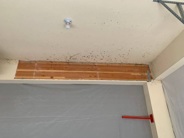 Best HVAC Mold Inspection and Cleaning  in Pine Knot, KY