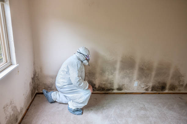 Best Mold Prevention Services  in Pine Knot, KY