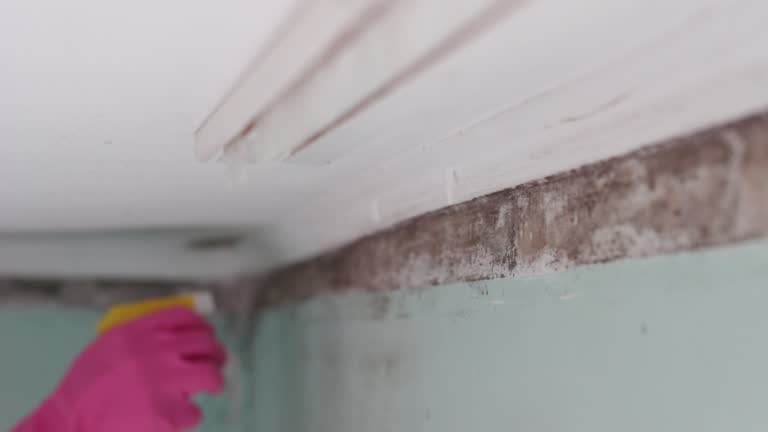 Best Commercial Mold Inspection  in Pine Knot, KY
